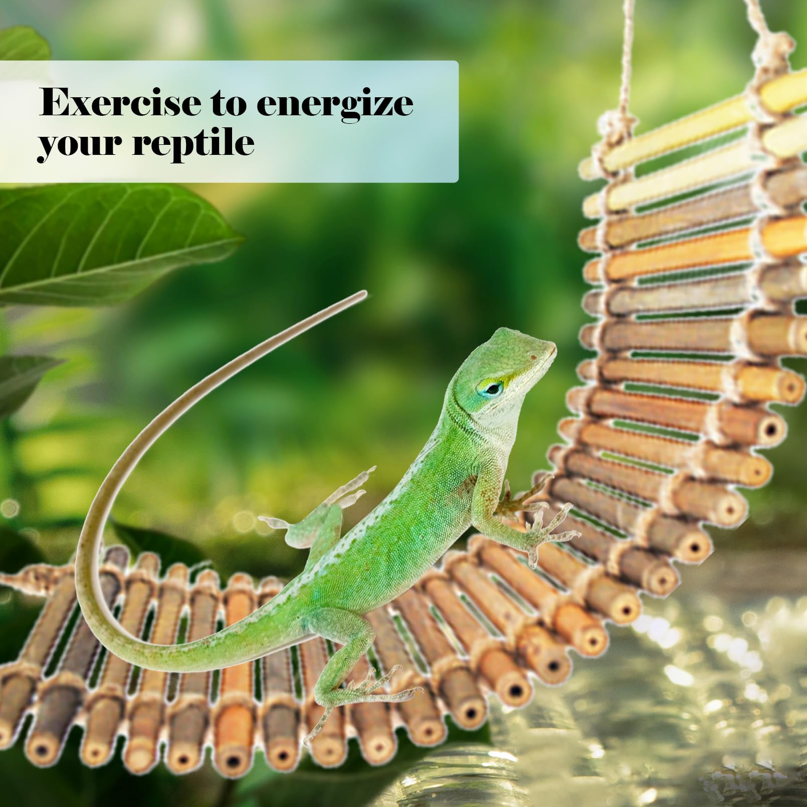 Conjunto kathson de accesorios para reptiles, compatible con dragón barbudo y geckos.