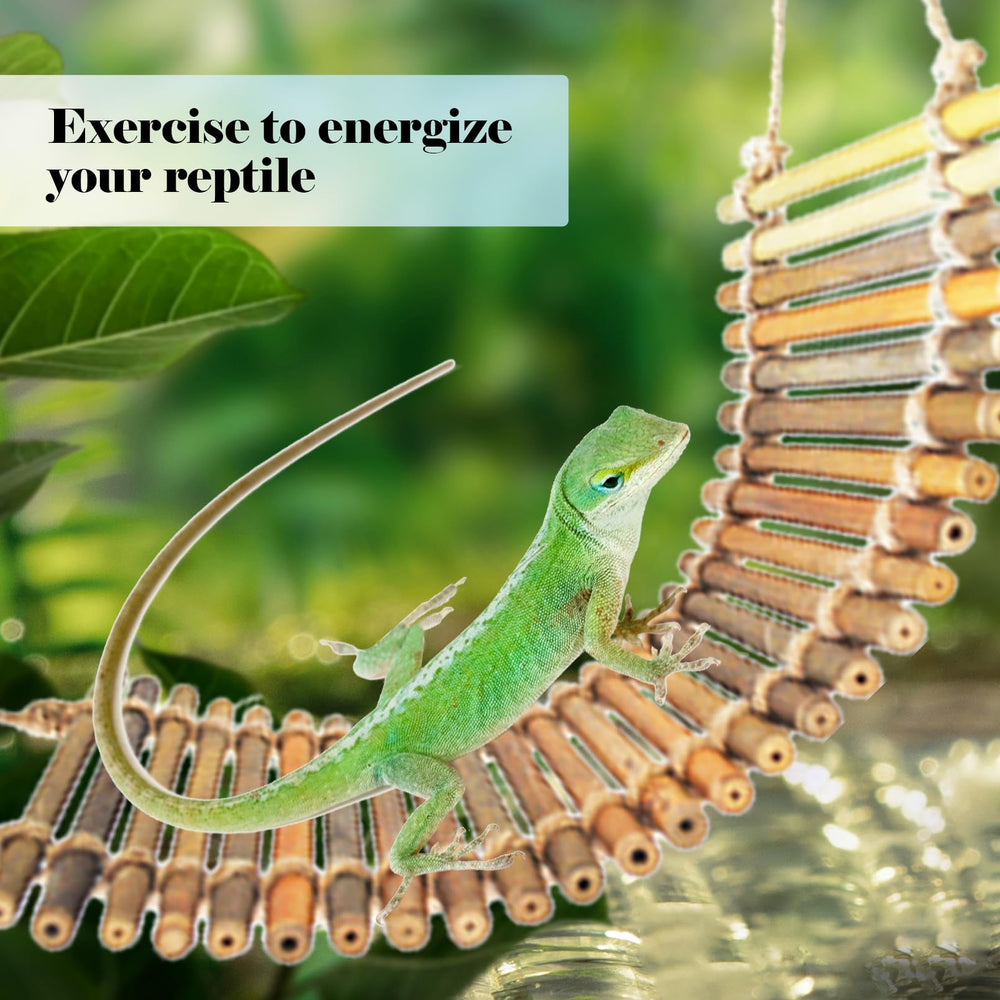 Conjunto kathson de accesorios para reptiles, compatible con dragón barbudo y geckos.