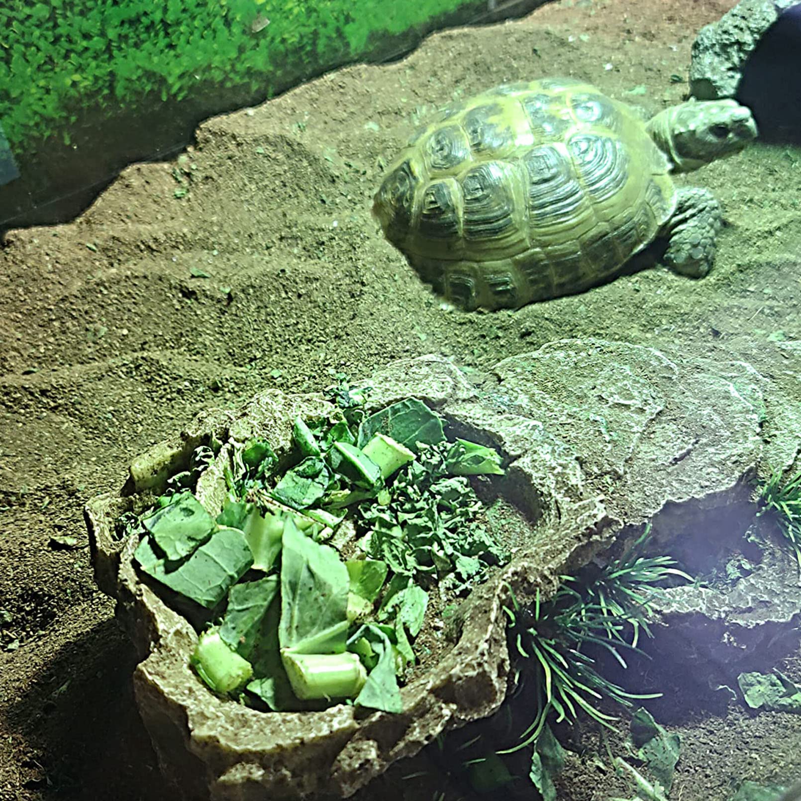  Kathson escalera tortugas para subir y bajar con comodidad.
