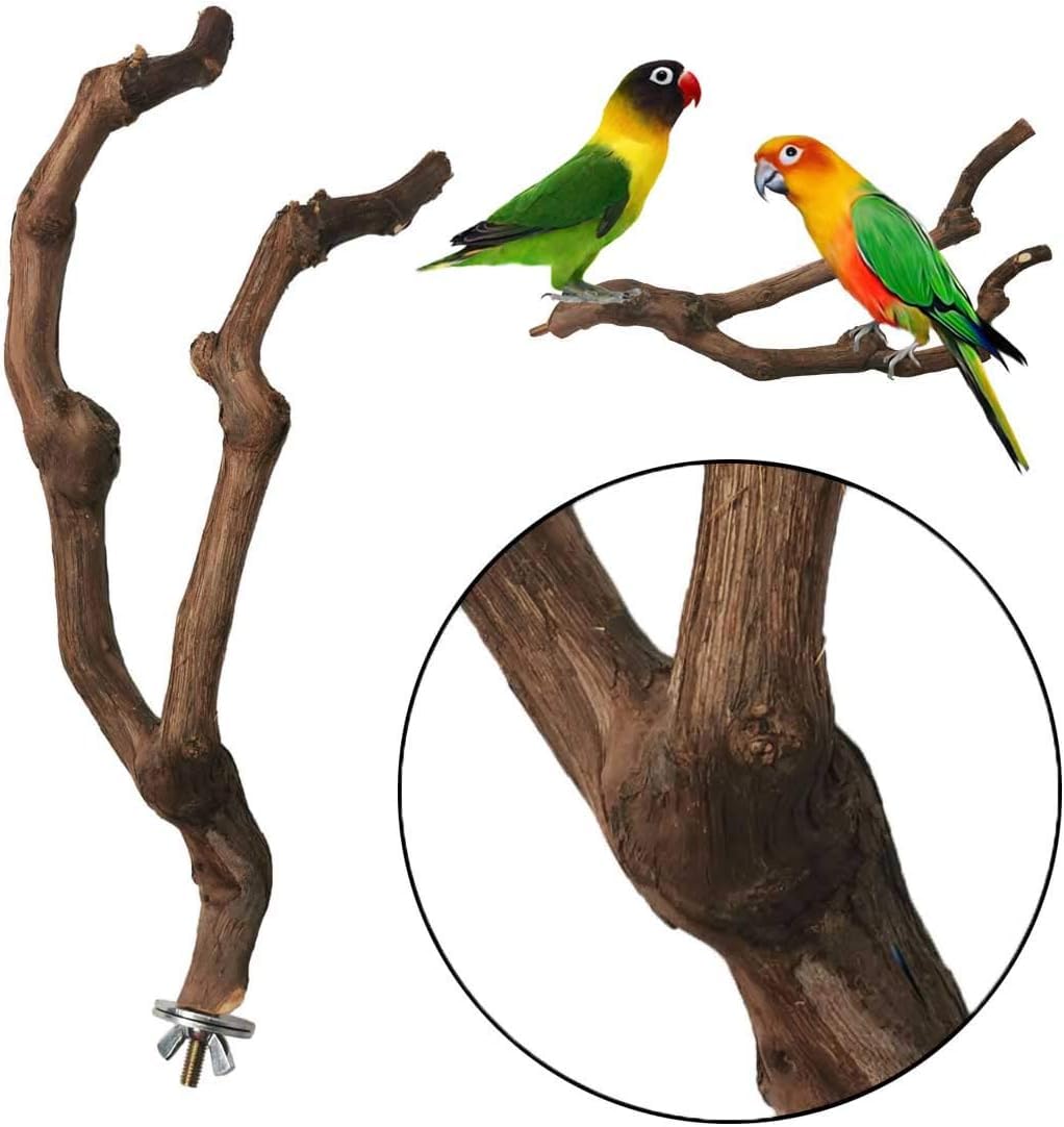Kathson percha para aves pequeñas: ideal para loros pequeños.