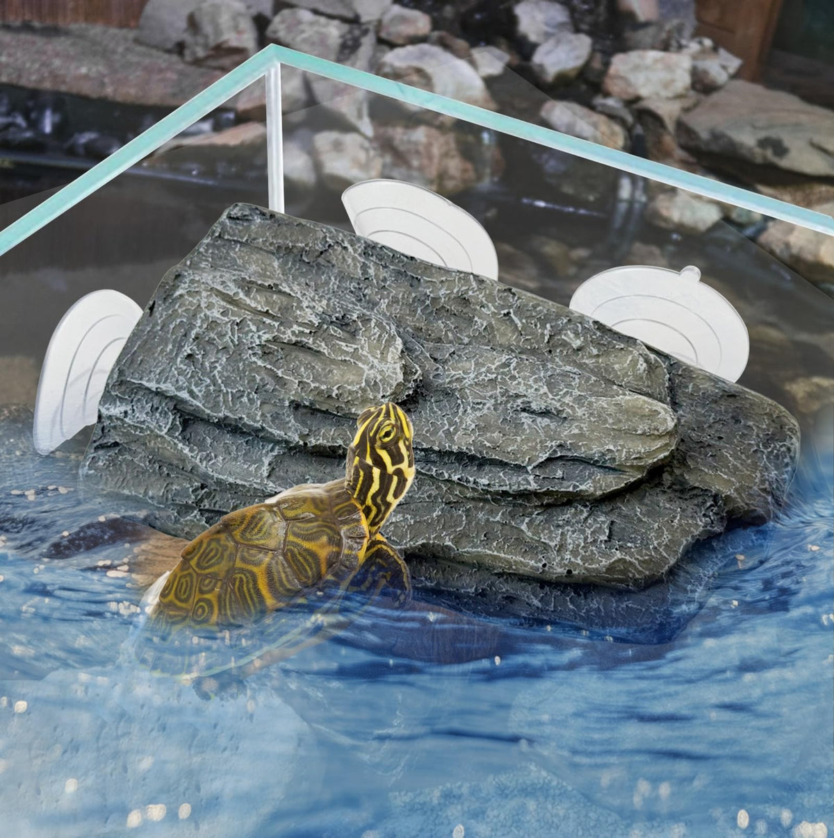 Plataforma kathson para tortuga tomar sol en acuario, seguro y cómodo.