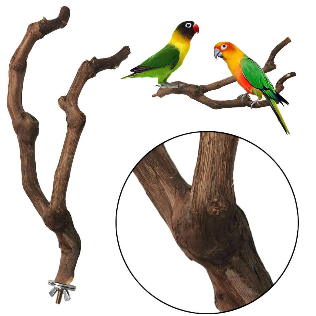 Kathson rama mordisqueable satisface el picoteo natural de las aves