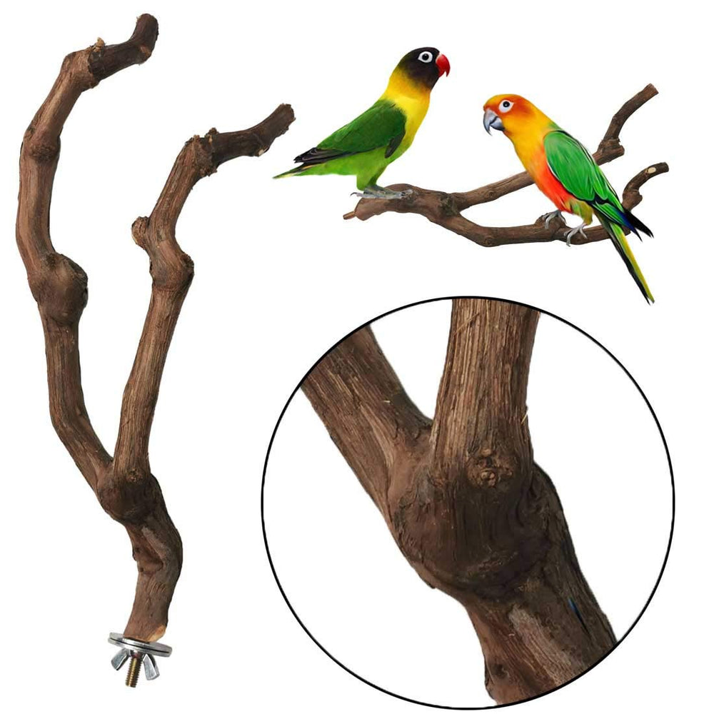 Kathson rama mordisqueable satisface el picoteo natural de las aves