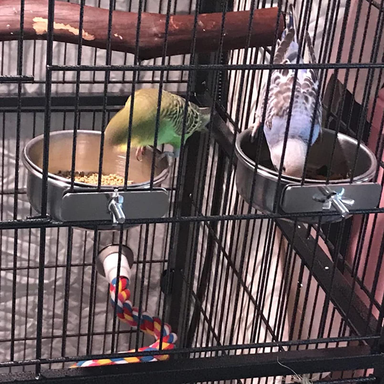 Kathson tazones con dimensiones adecuadas para aves pequeñas.