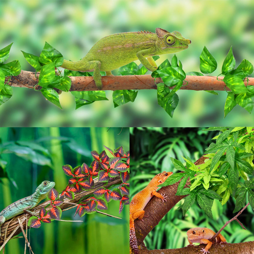 KATUMO planta colgante para reptil, ventosa estable para vidrio.