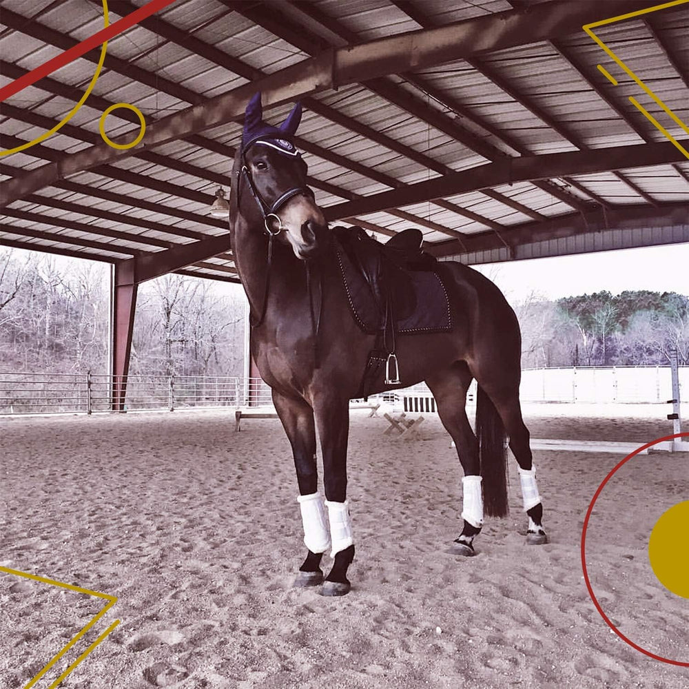 Uso diario Kavallerie Dressage para entrenamiento y paseos