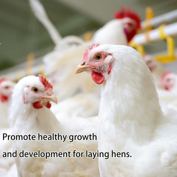 Kayhen usos para aves y pollos, promueven una alimentación variada y saludable.