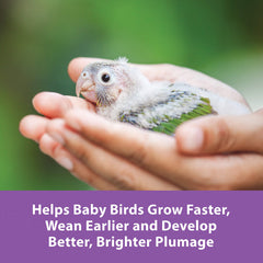 Kaytee Exact probióticos intestinal: apoya una microbiota saludable en aves jóvenes.