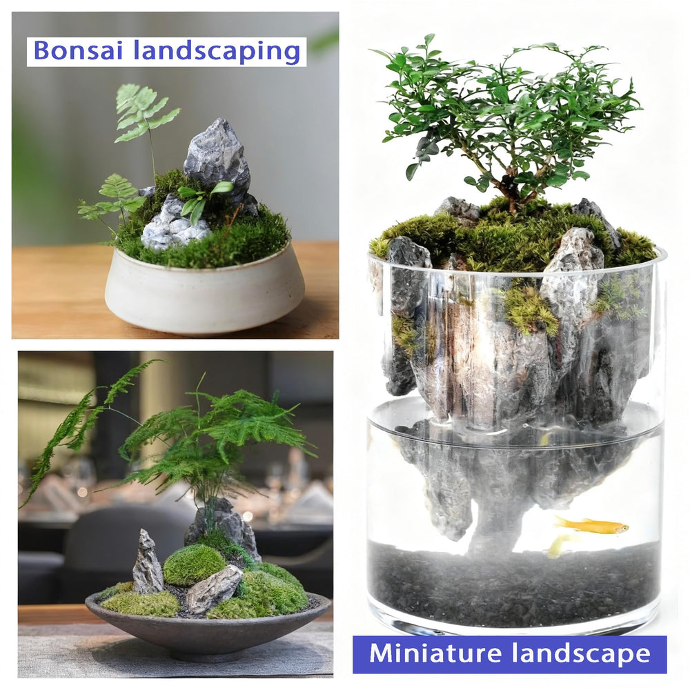Kecilke Seiryu: decoración natural para acuario y entornos temáticos.