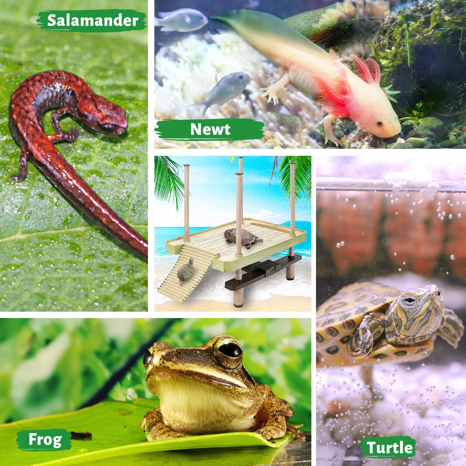 Keedolla uso multiespecie para tortugas salamandras y ranas.
