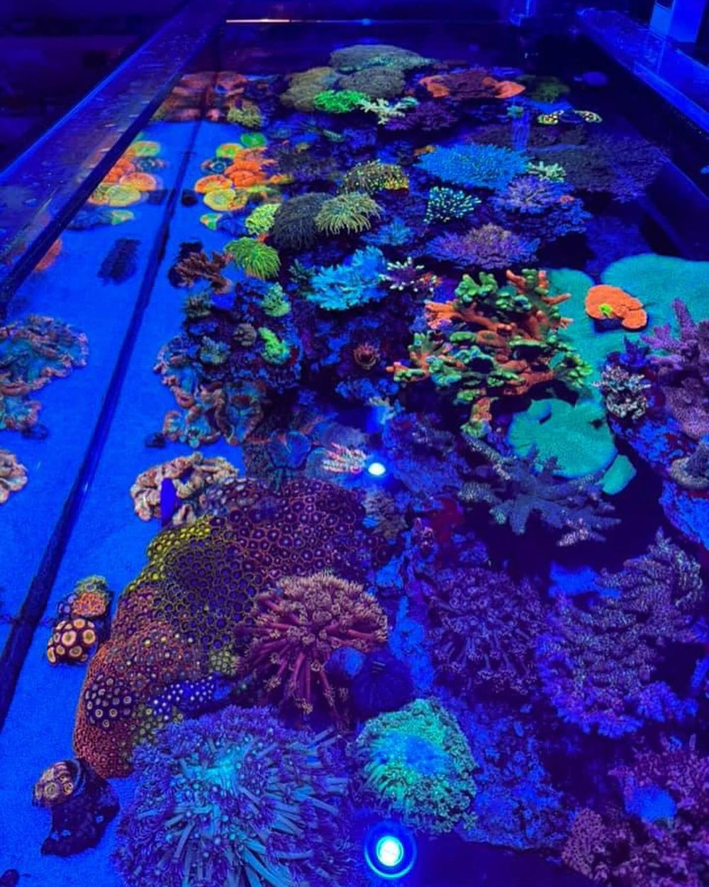 Kessil A360XE Tuna Blue ópticas rediseñadas amplían cobertura sin sombras.