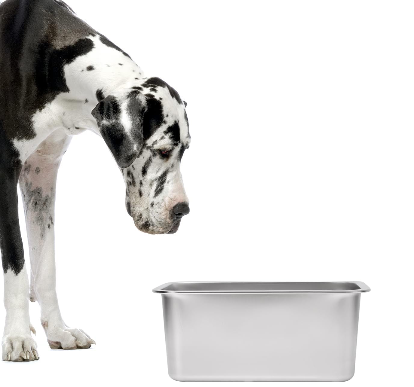 Kichwit diseño estable, evita derrames durante la comida.