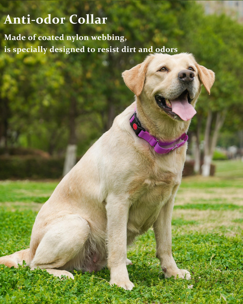 Kidding Pets Collar Martingale para playa, resistente al agua, perfecto para aventuras al aire libre.