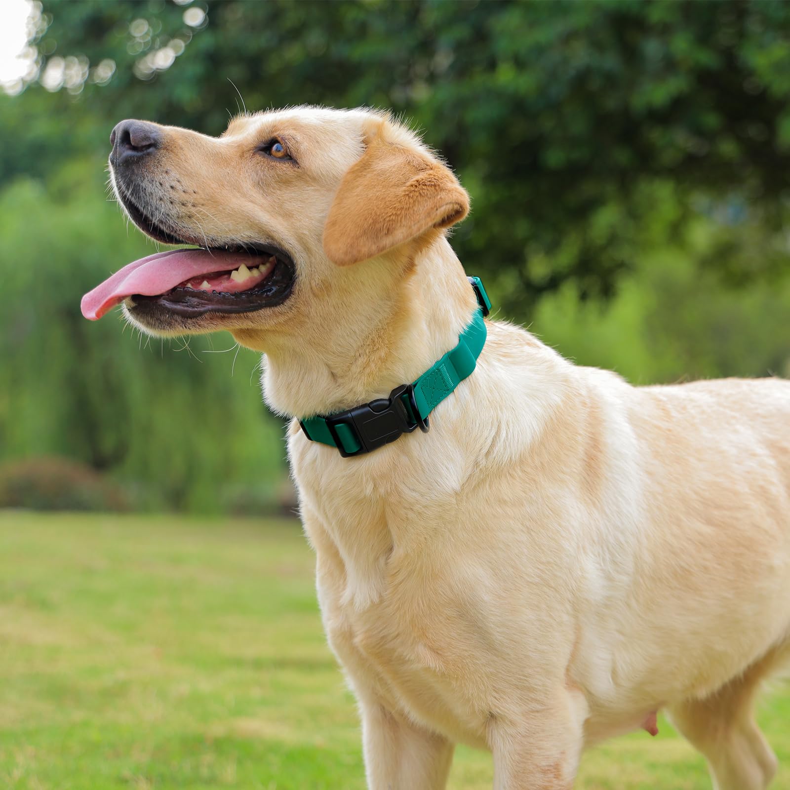 Collar KIDDING PETS ideal para paseos en exteriores en días húmedos.