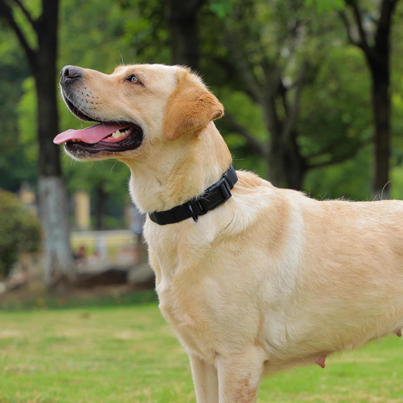 Kidding Pets collar talla ajustable para perros pequeños, medianos y grandes.