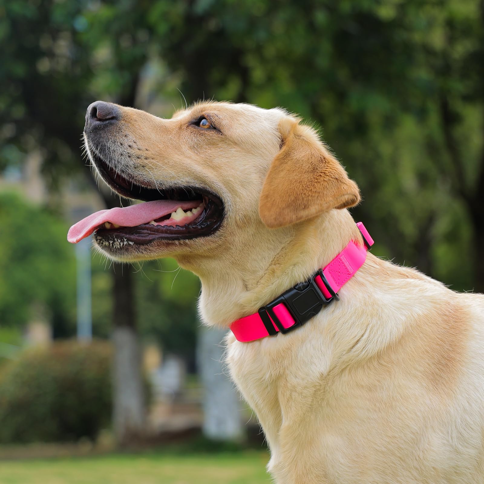 Collar Kidding Pets disponible en varias tallas para ajuste perfecto.