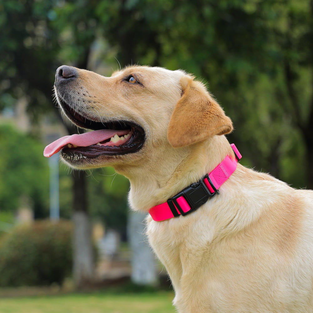 Collar Kidding Pets disponible en varias tallas para ajuste perfecto.