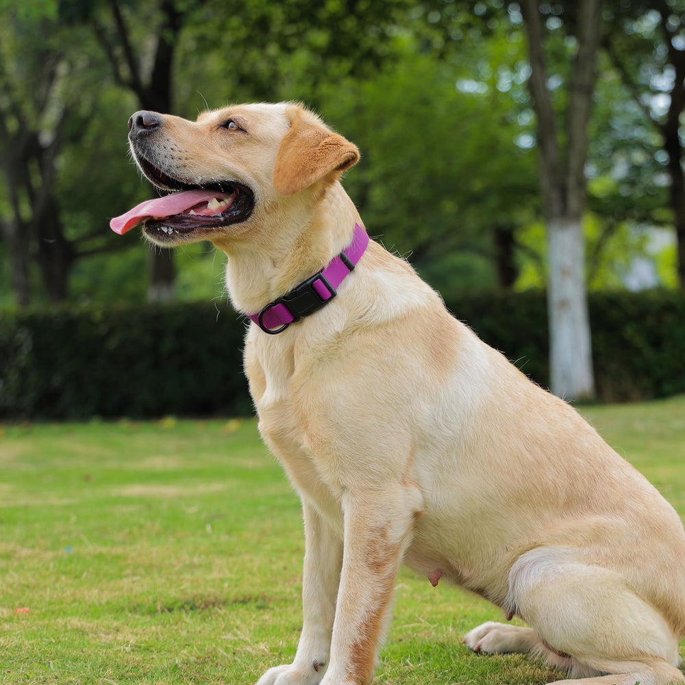 Collar Kidding Pets cómodo para uso diario y paseos.