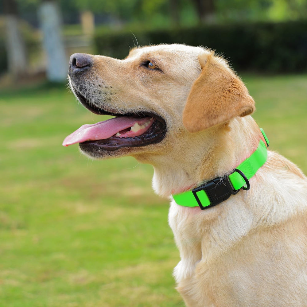 Collar Kidding Pets disponible en varios colores para perros