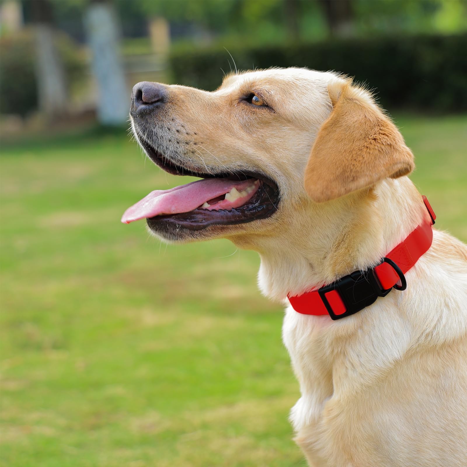 Kidding Pets correa ideal para playa, lluvia o senderismo.