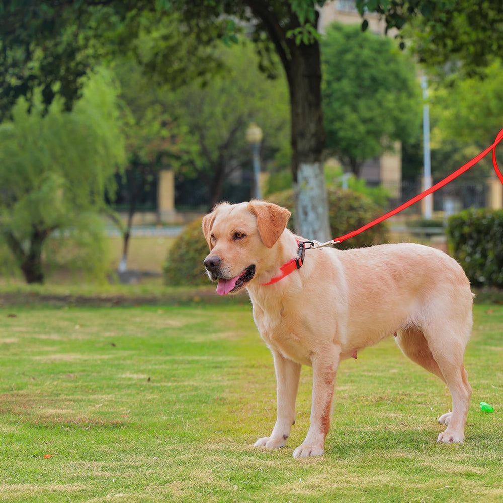 Kidding Pets correa se limpia con paño húmedo para higiene.