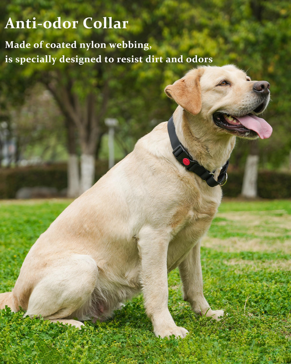 Entrenamiento seguro con collar martingala de Kidding Pets.