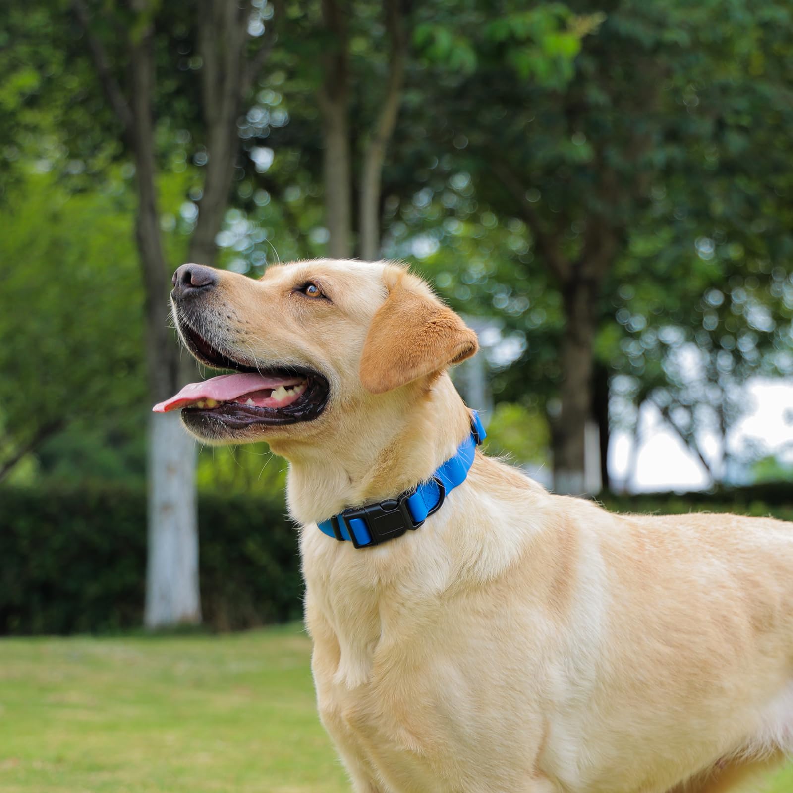 Kidding Pets collar perfecto para paseos al aire libre