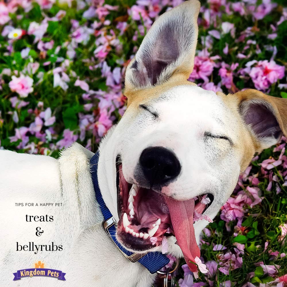 Perro disfrutando premio de jerky, trozos fáciles de partir para entrenamiento.