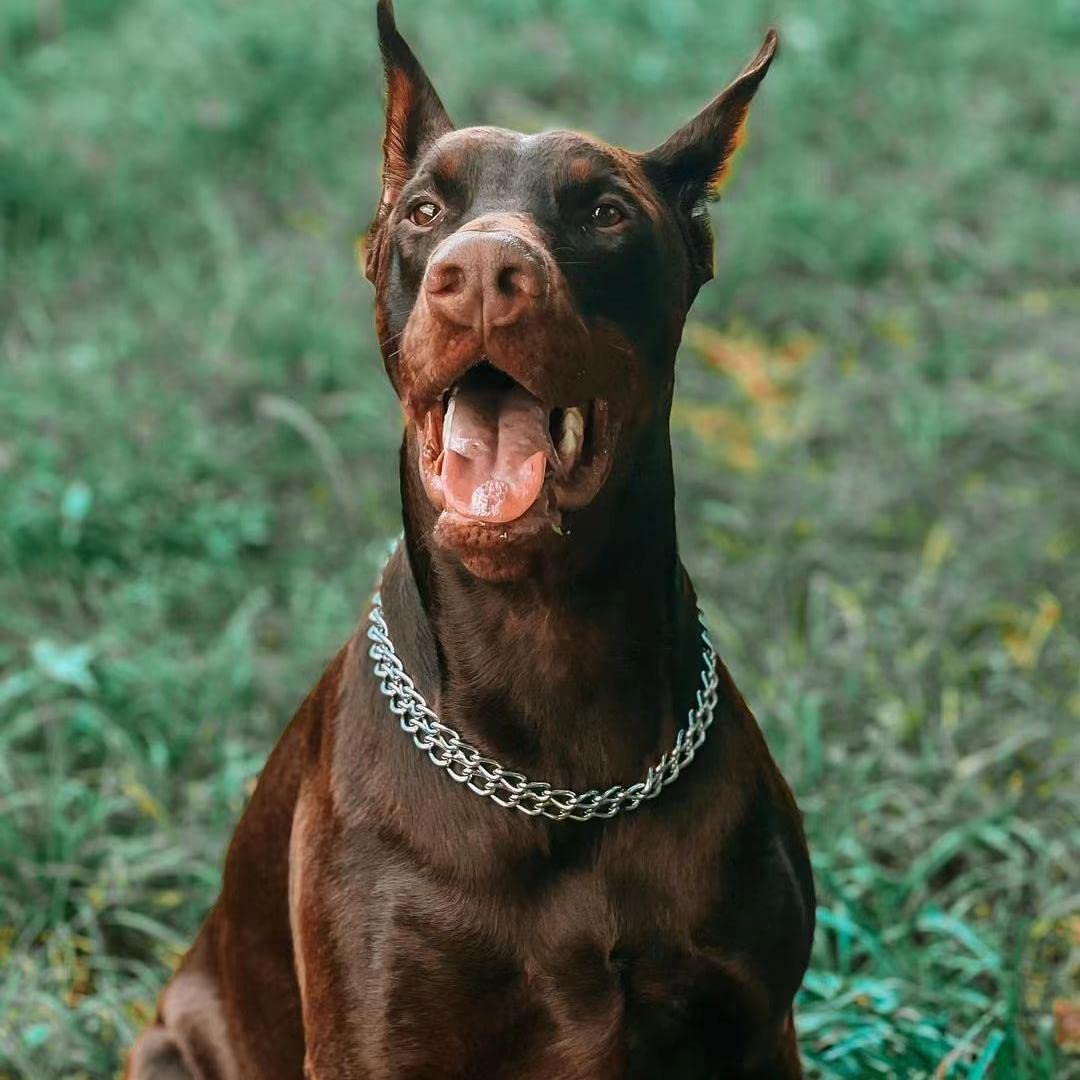 Kingoldogs collar plata para perros grandes diseño robusto y resistente