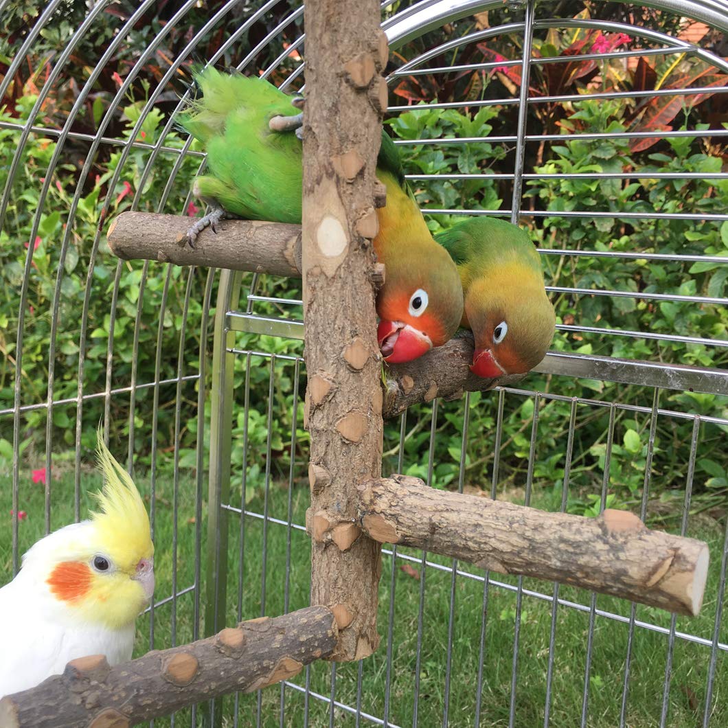 KINTOR opción de juego en árbol para entrenamiento mental suave.