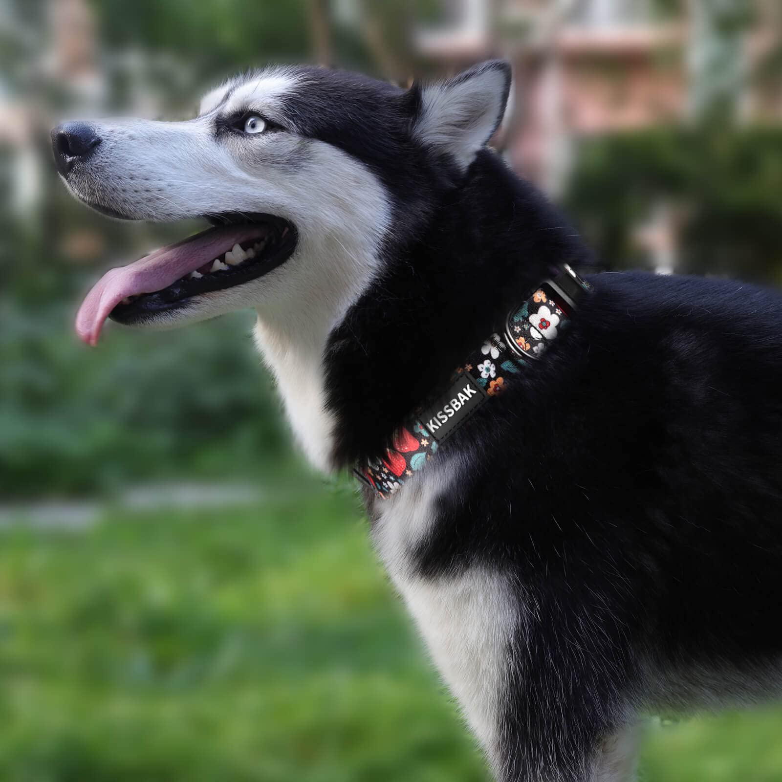 KISSBAK collar para perro grande con ajuste suave para comodidad diaria.
