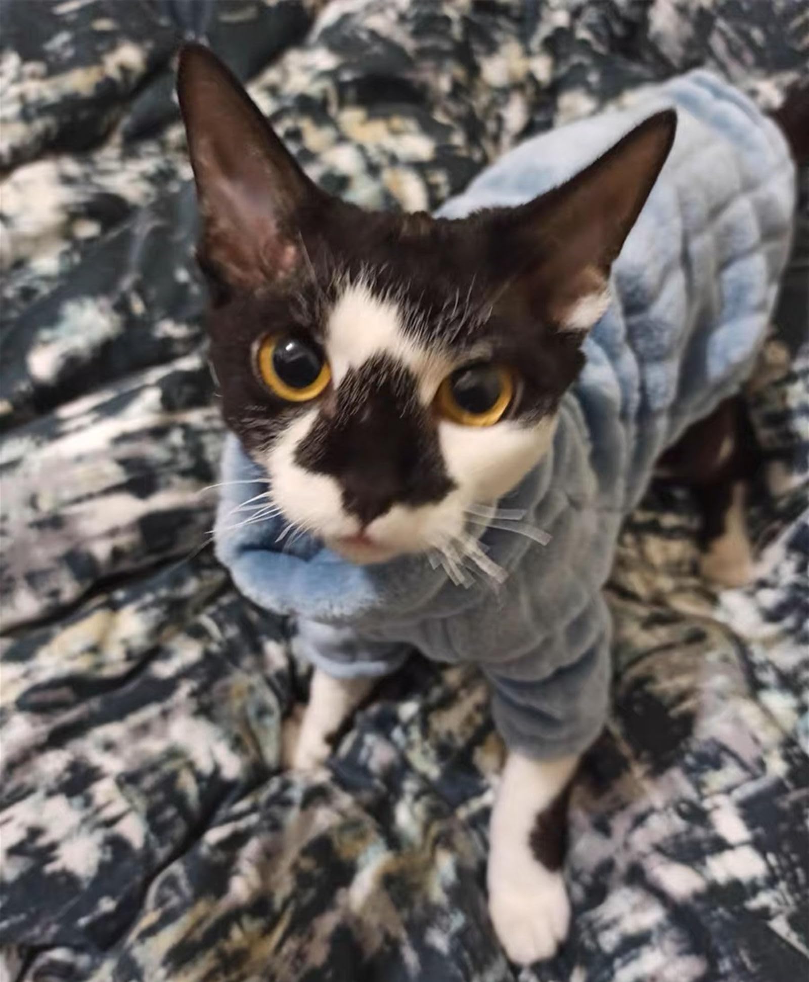 Hecho a mano Kitipcoo, prenda única para gato Sphynx.