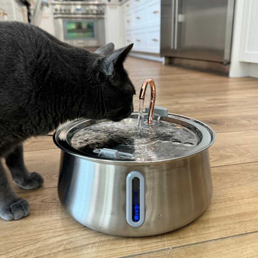 KittySpout opción segura y duradera para beber diariamente.