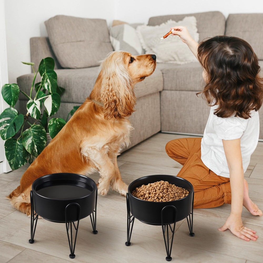 Kitwinney perro comiendo en casa con cuencos elevados y estables.