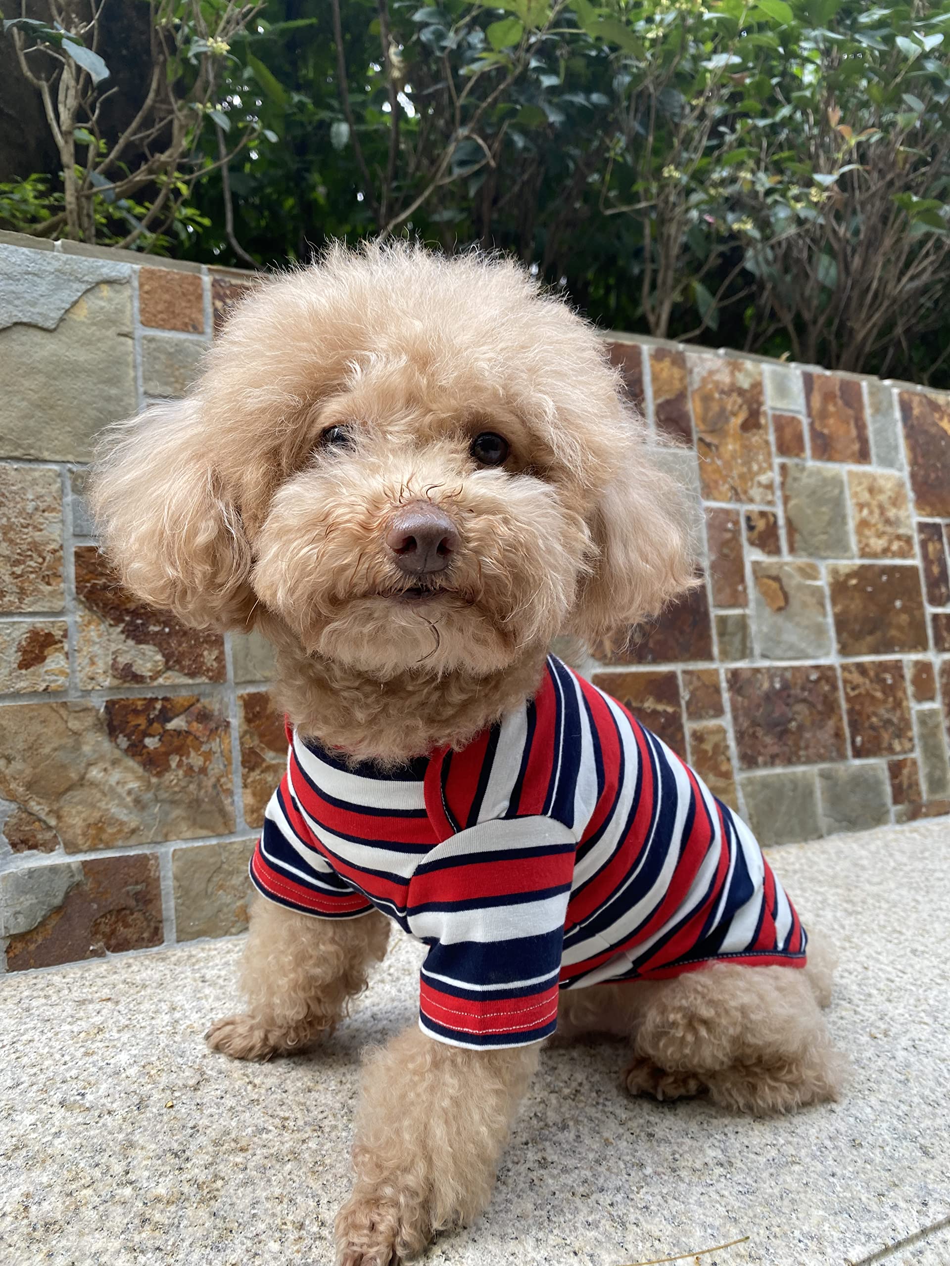 Ajuste elástico que facilita ponérsela a tu mascota.