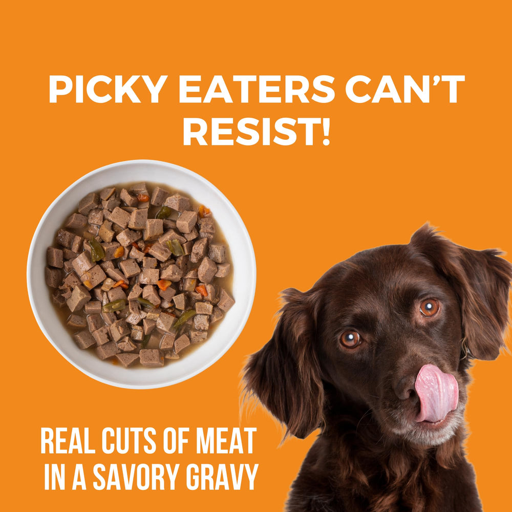 Perro disfruta KOHA Big Easy Feast Stew durante la comida