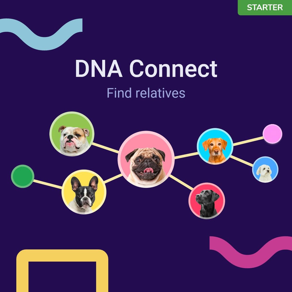 Koko Genetics Starter: prueba en casa en tres pasos con resultados en semanas