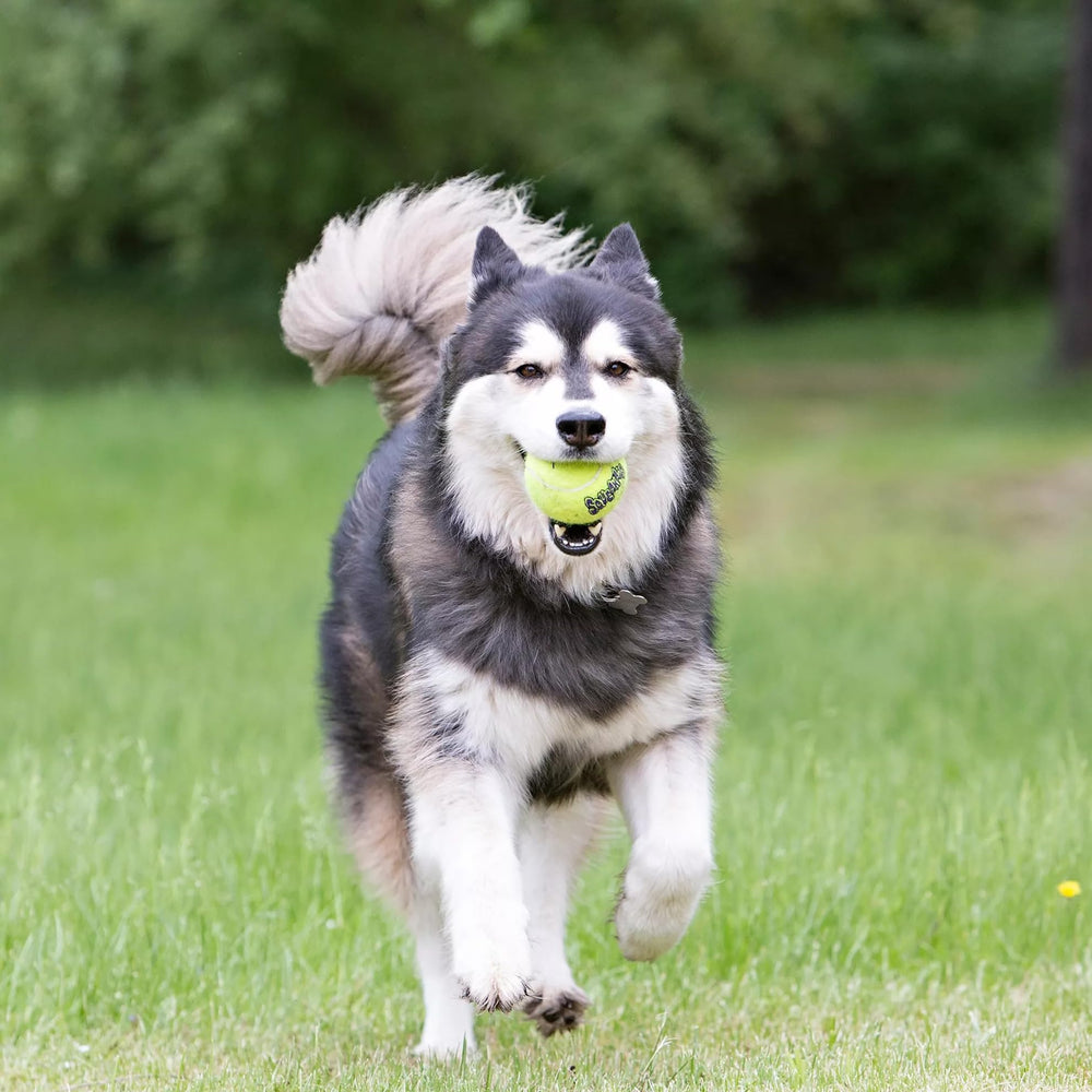 KONG Air Dog SqueakAir, fomenta actividad física y mejora el vínculo con tu mascota.