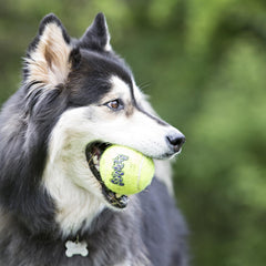 KONG Air Dog SqueakAir, sonido de chirrido para activar el juego de búsqueda y estimulación.