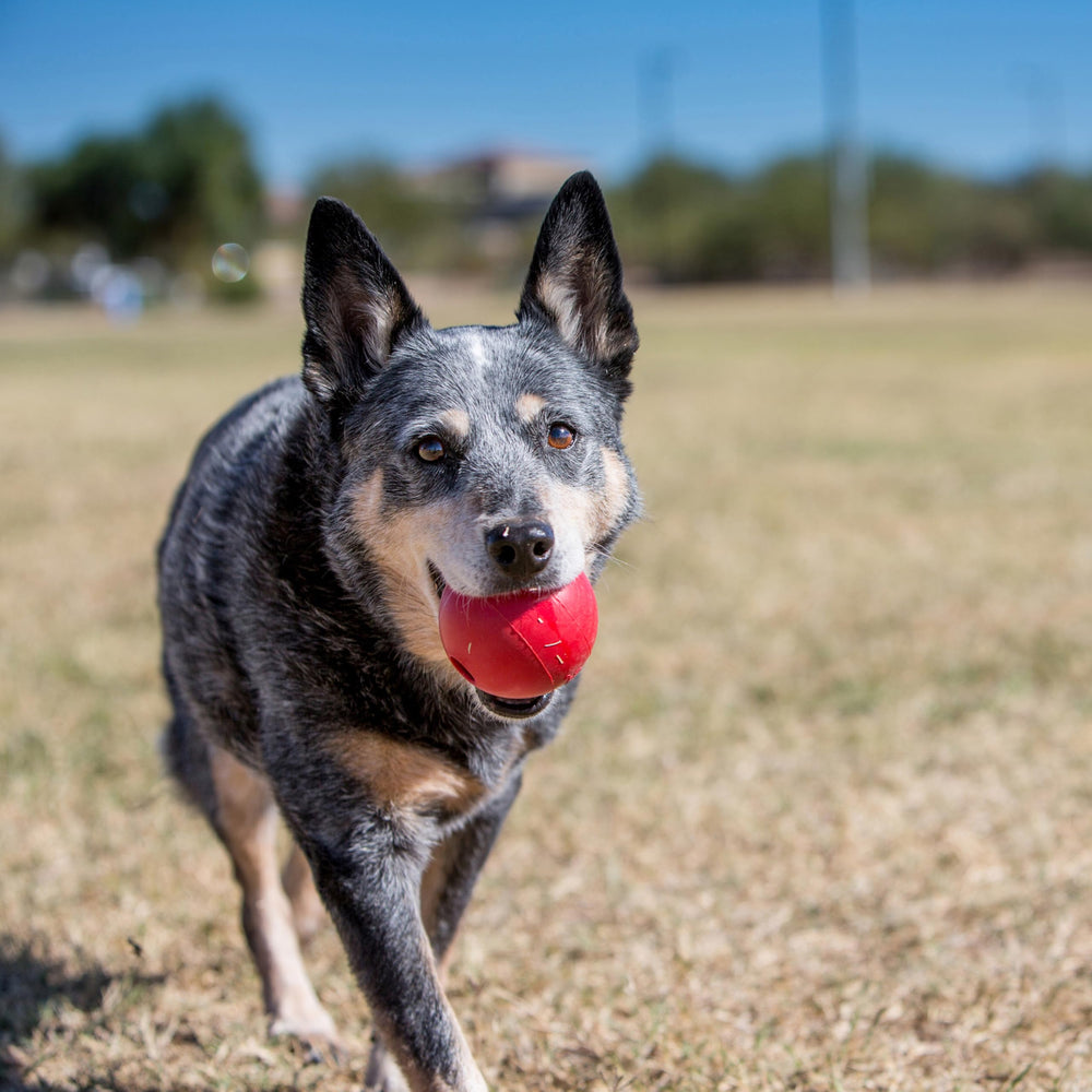 KONG Ball para entrenamiento y juego interactivo al aire libre.
