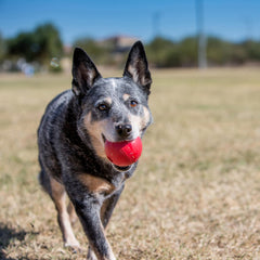 KONG Ball para entrenamiento y juego interactivo al aire libre.