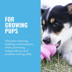 KONG Binkie para cachorros facilita la masticación y reduce el aburrimiento
