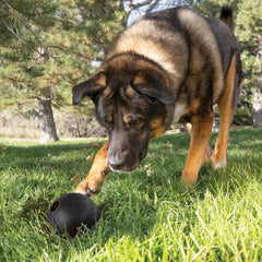 KONG Extreme Ball de caucho natural, duradero para juego diario