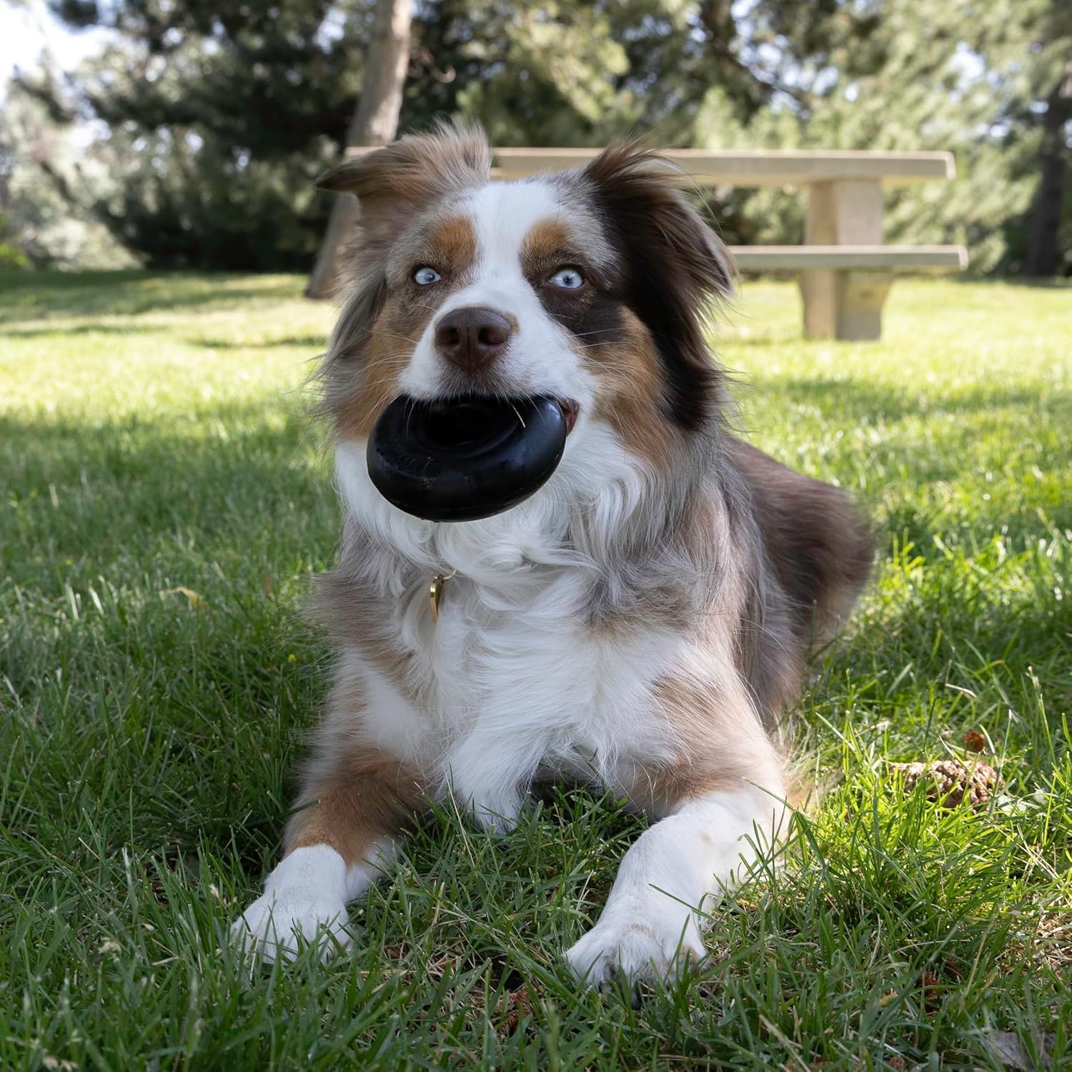 KONG Extreme Donut prolonga el juego para perros que destruyen juguetes normales.