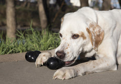 KONG Extreme Goodie Bone forma natural negro para juego duradero y seguro