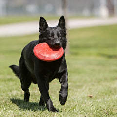 KONG Flyer, perro jugando al aire libre con el disco volador para ejercicio activo.