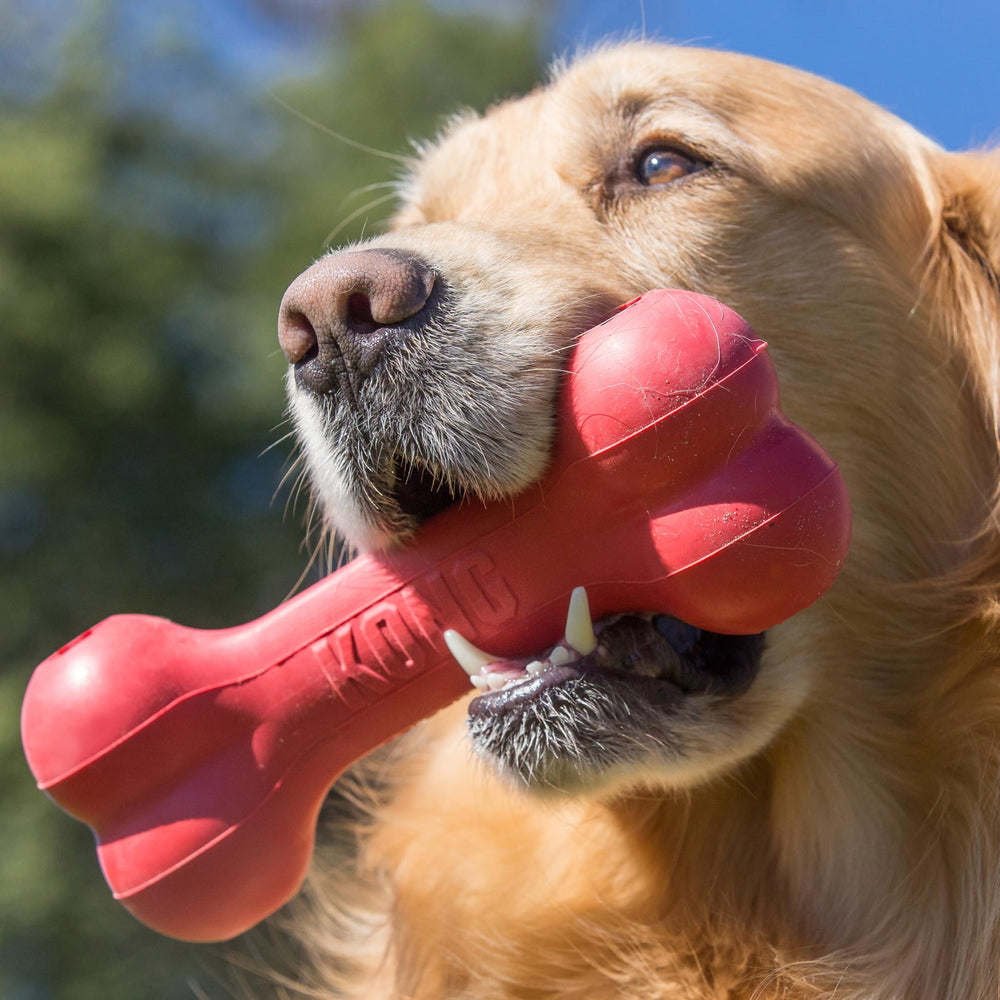 KONG Hueso Goodie rojo con dispensador de premios para estimular la mente
