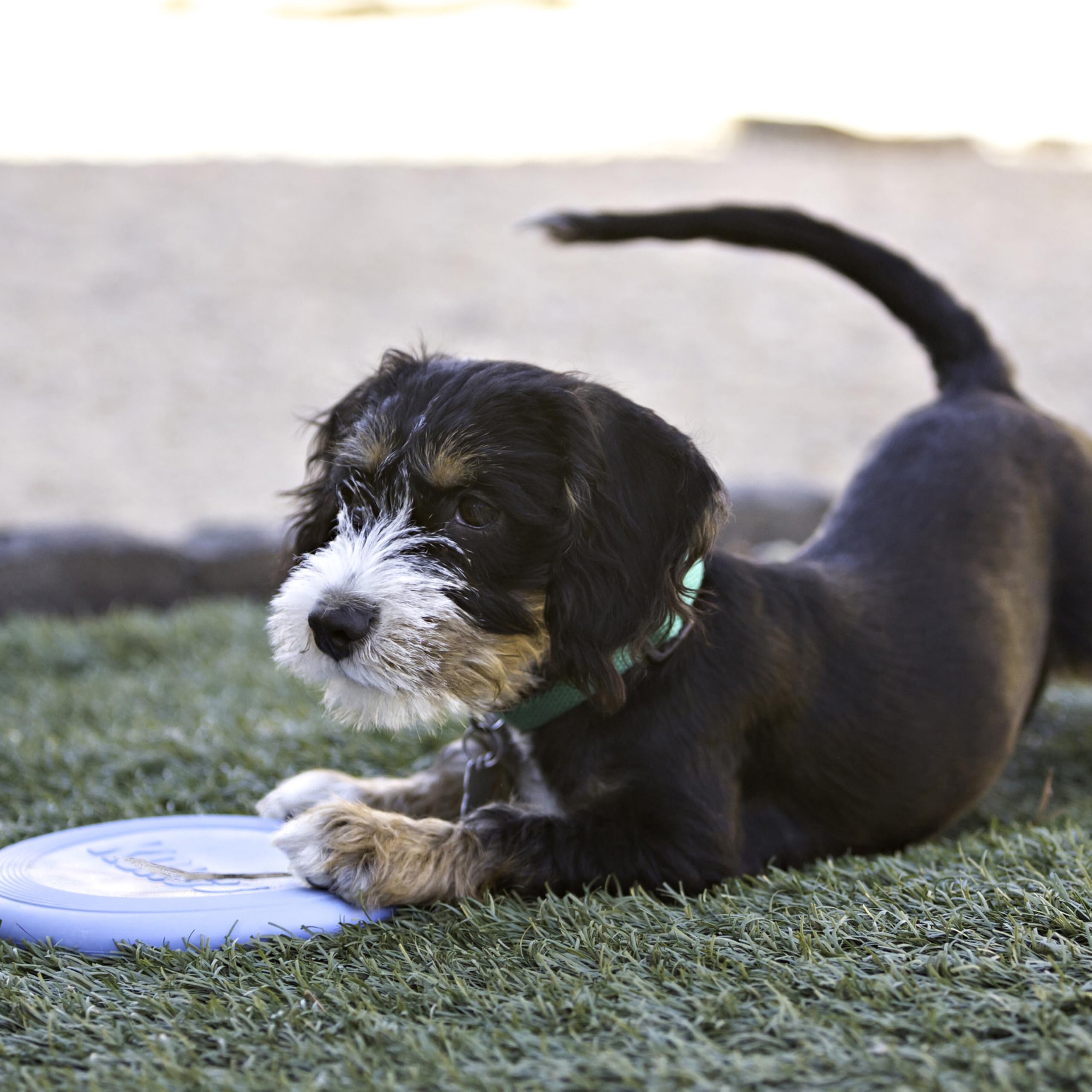 KONG Puppy Flyer goma suave, seguro para mordisqueos suaves y juego ligero.