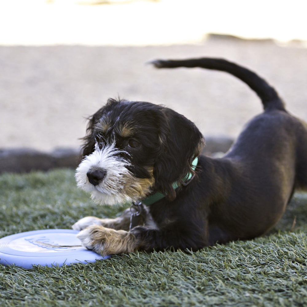 KONG Puppy Flyer goma suave, seguro para mordisqueos suaves y juego ligero.