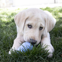 KONG Puppy rebote dinámico para juegos de recoger y perseguir.